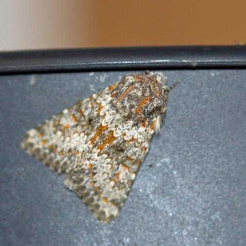 Réf. 291 234 : Hecatera dysodea